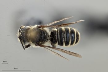 Media type: image;   Entomology 786113 Aspect: habitus dorsal view